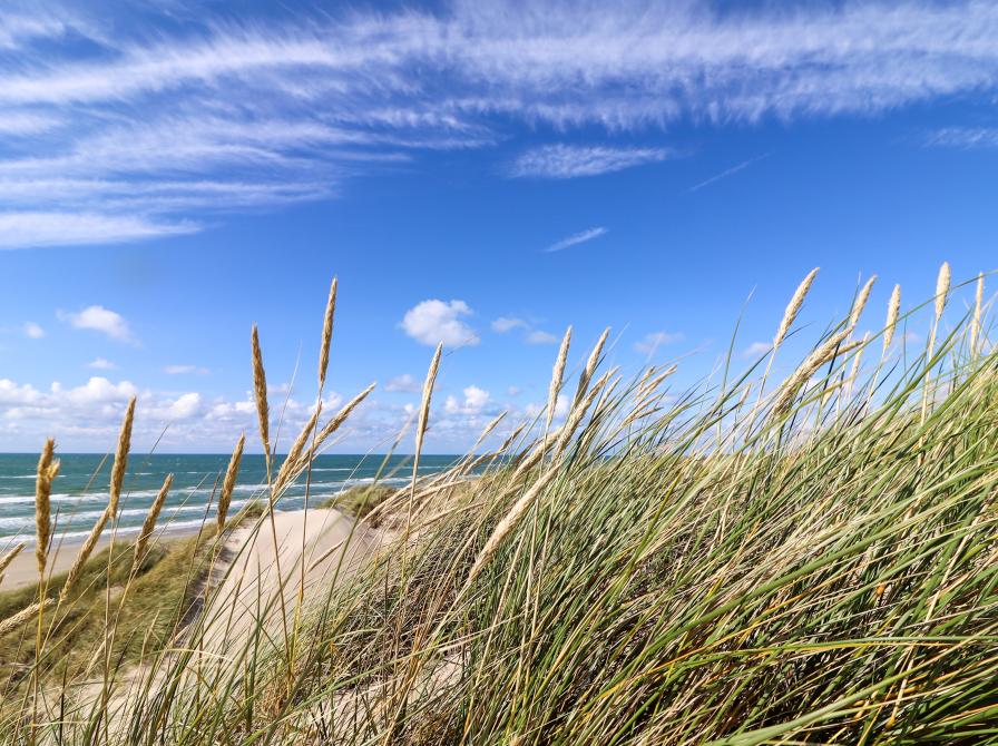 Strand med hav, himmel og marehalm